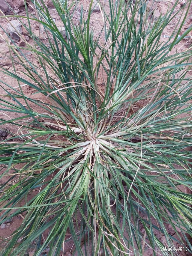 农村常见中药之牛筋草与凤仙