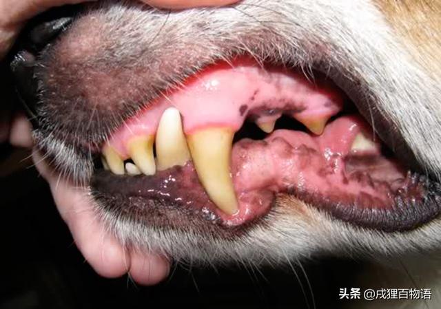 狗狗龋齿图片图片