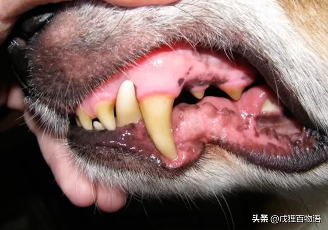 一切的结石都是从牙龈处往上废除的,并且只能在狗狗麻醉的状况下本领
