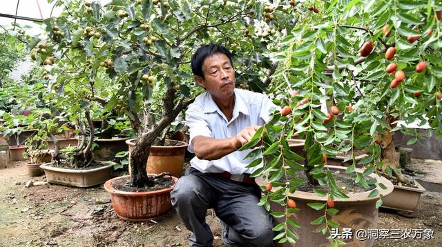 1斤醋兑多少斤水喷果树？不同的果树生长期用量不同，用对效果好