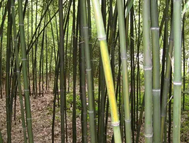 竹子的种类 竹子的种类（竹子的种类及特点） 生活