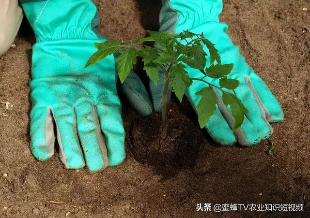 如何避免番茄旺长？这里总结出6个方法，很实用3