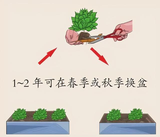 石莲花 石莲花（石莲花图片大全） 生活