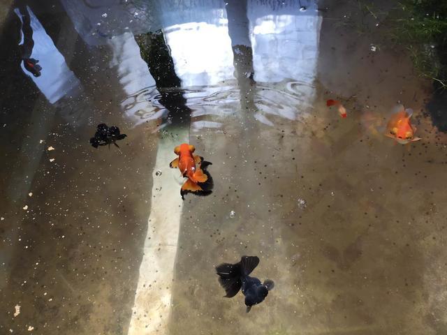 热带鱼鳞掉了一片