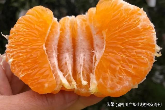 四川正宗春见耙耙柑收到货有点酸(四川春见耙耙柑)(7)