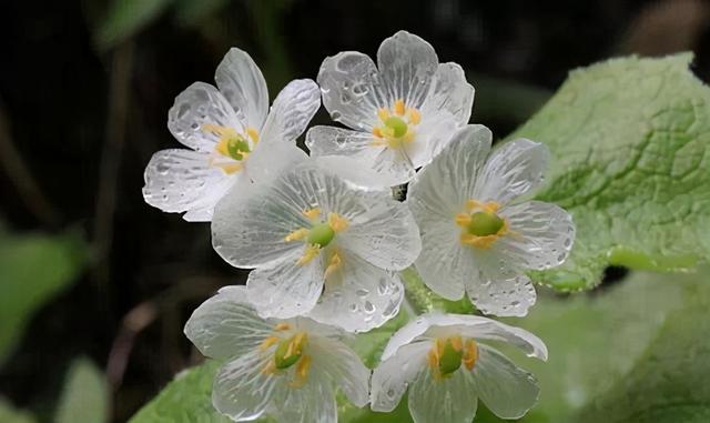 水晶花