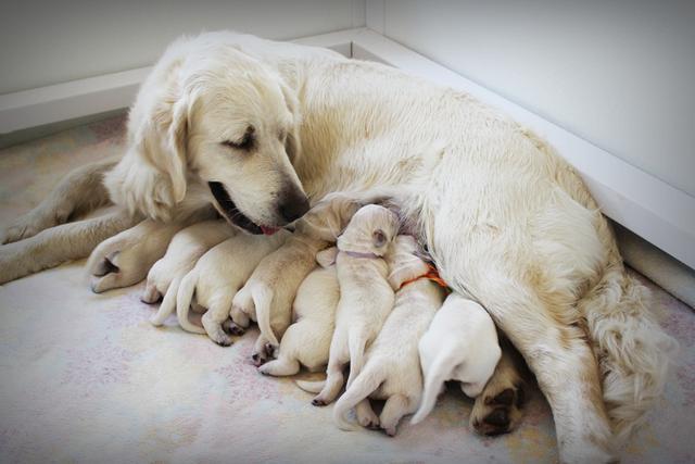 狗狗生寶寶不讓碰怎麼辦(狗狗生狗後不讓靠近)-艾拉養犬