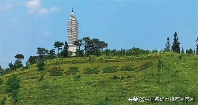 大益茶叶来凤庆建厂？催生荒野茶身价上涨，凤庆哪里有荒野茶？