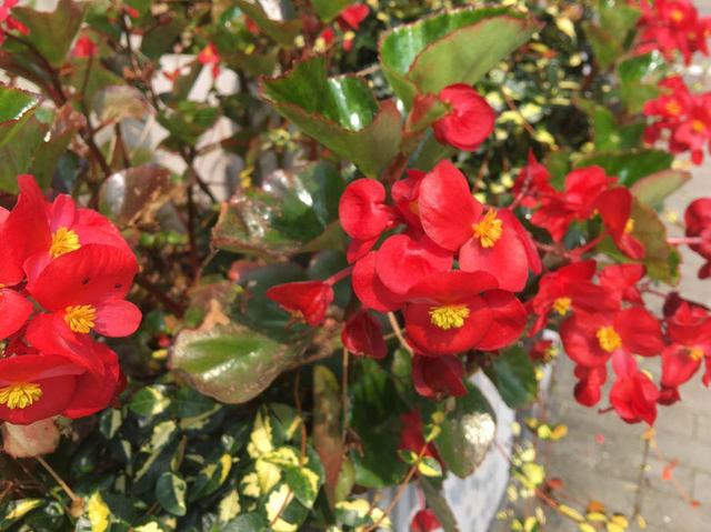 花卉名称