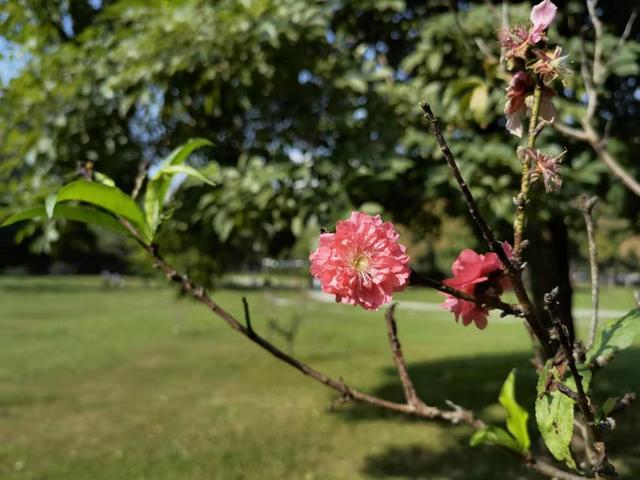 独家 秋日南国的桃花林 报早春 了 全网搜