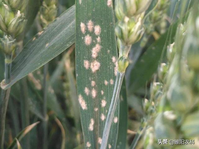 防治小麦白粉病，用这个配方喷两遍，杀菌干净彻底