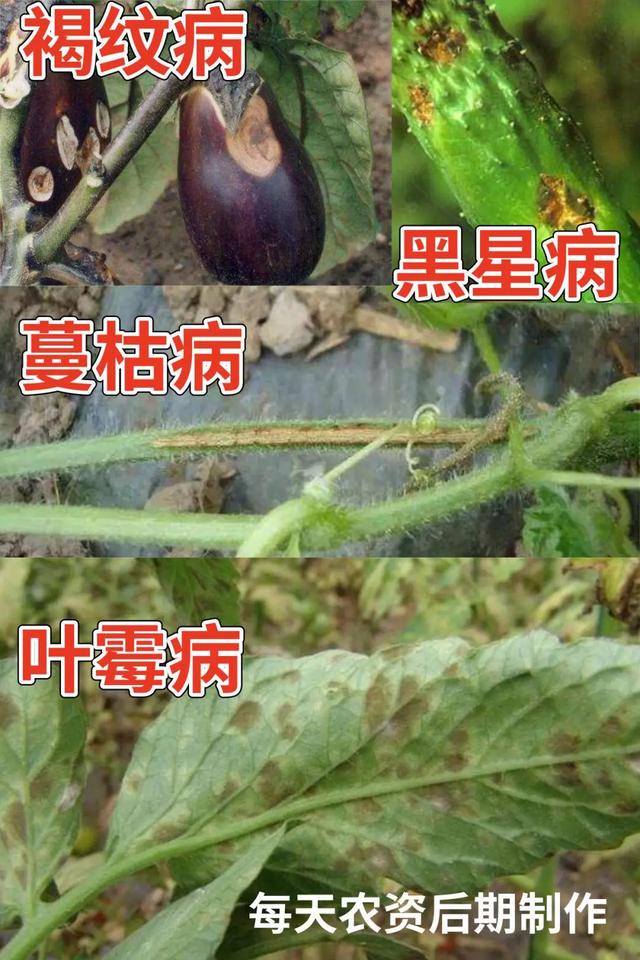 嘧菌酯：一药治多病，4大方面必看3