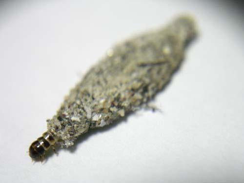 身上起了类似鸡皮疙瘩的癣