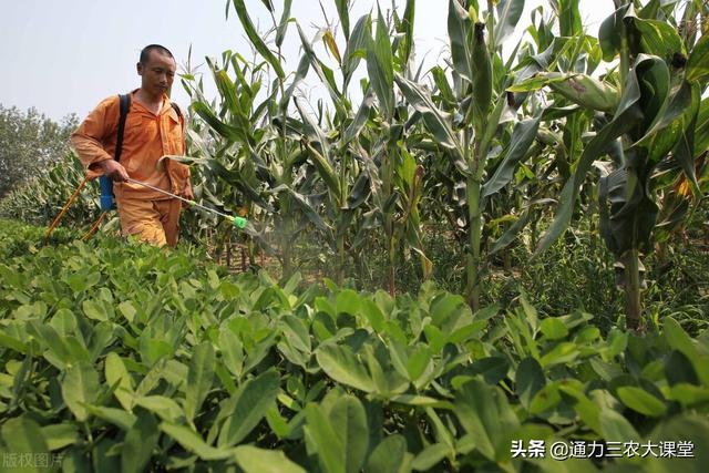 花生膨果慢黄叶病害多，只用一招轻松解决，叶面喷施快速防病增产