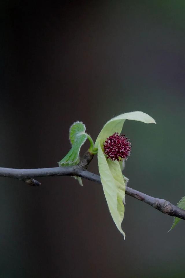 鸽子树