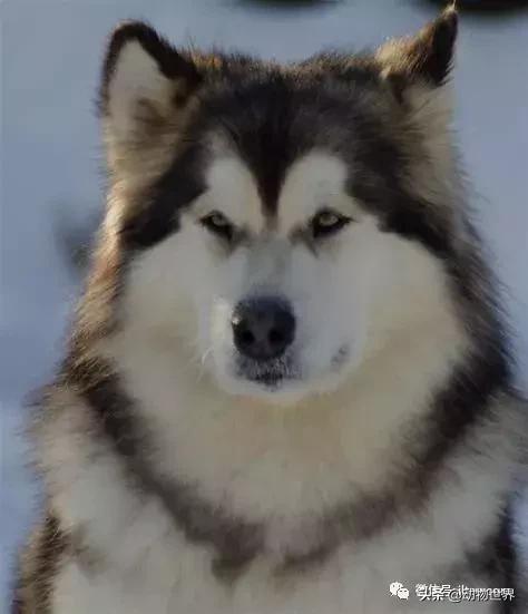 阿拉斯加雪橇