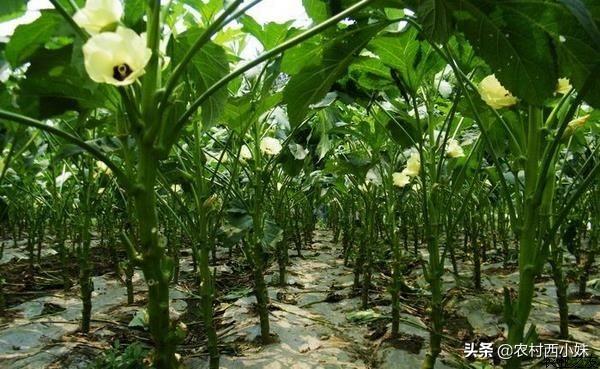 黄秋葵种植间距(黄秋葵种植技术及产量)
