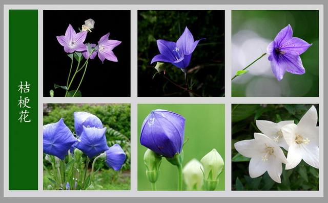 常见的花名字及图片，100种花名图册，收藏起来慢慢看，从此认花不求人？