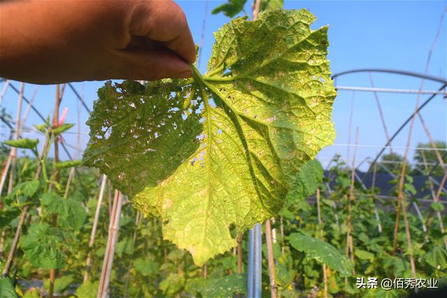 黄瓜叶片呈穿孔状，疑似细菌病害，其实是一种害虫在作怪5