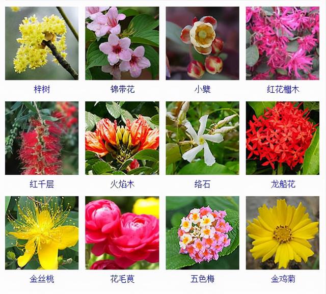 观花植物 观花植物（木本观花植物） 生活