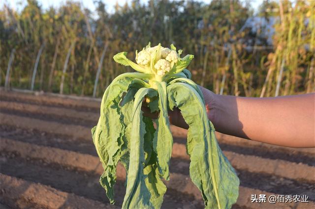 花椰菜进入结球期，易发生一种顽固病害，提前预防有技巧7