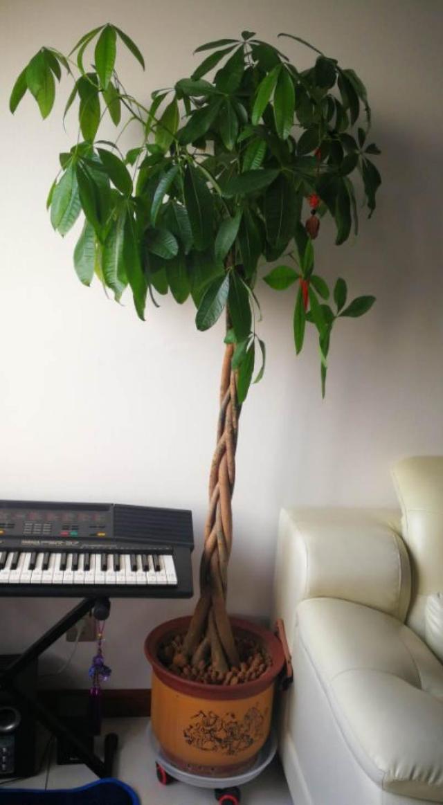花卉名称