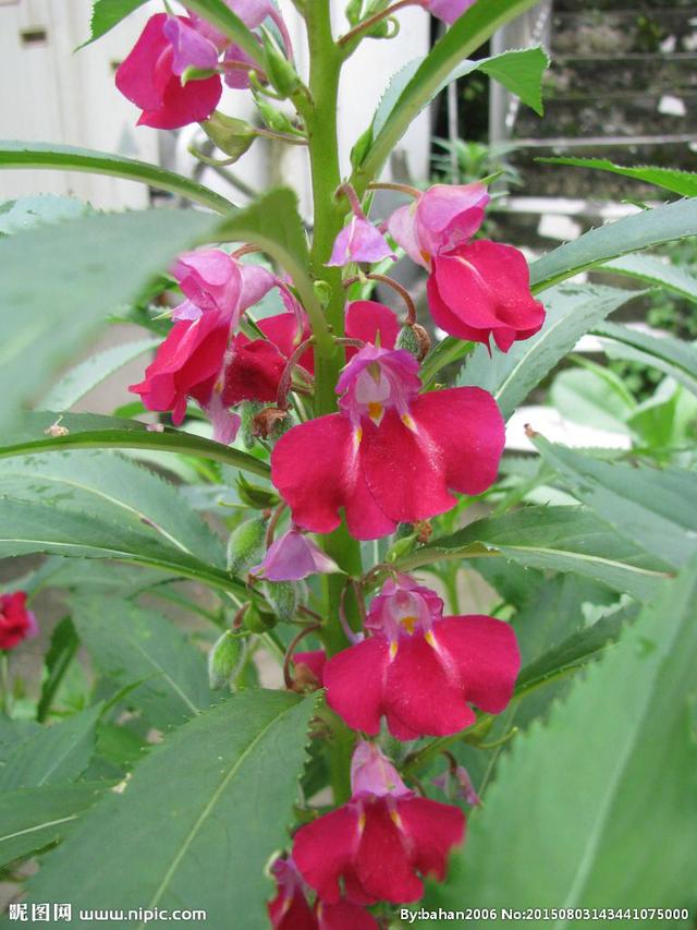 急性子 急性子(急性子的功效与作用) 业界