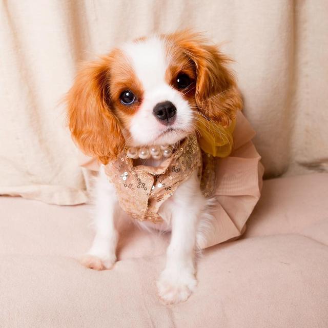 可卡犬图片