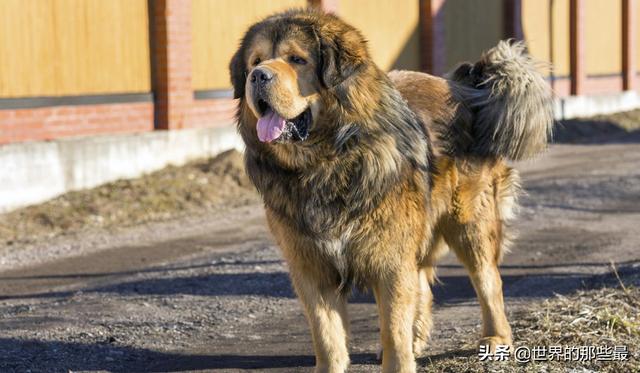 纯种藏獒 纯种藏獒（纯种藏獒vs比特犬） 动物