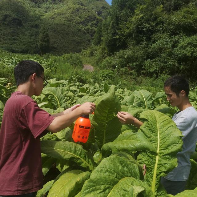 防烟草赤星病，促烟农收入3