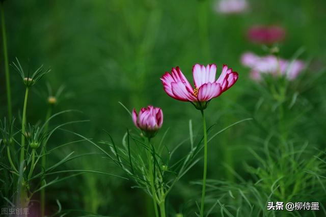 格桑花