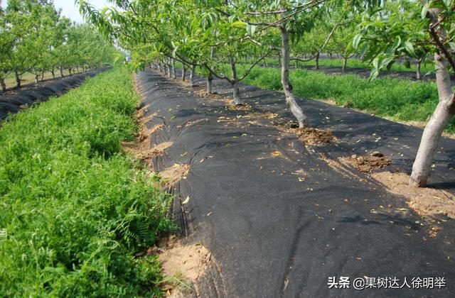 你的果园树盘进行清耕、打除草剂还是覆盖，园艺地布是不错的选择9