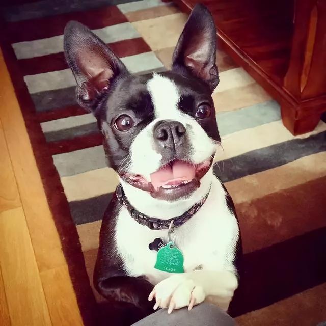 狗项圈佩戴方法图解(自愿戴项圈睡狗笼)-艾拉养犬