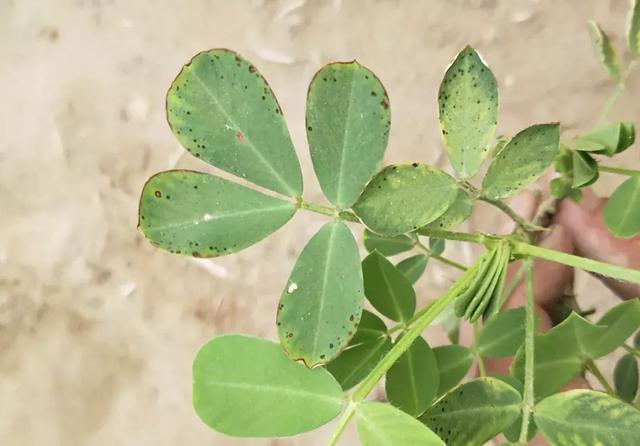 花生叶部病害和土传病害图谱及防治方案，种植户可以对比参考1