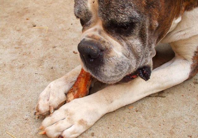 狗和骨头狗和骨头英语故事