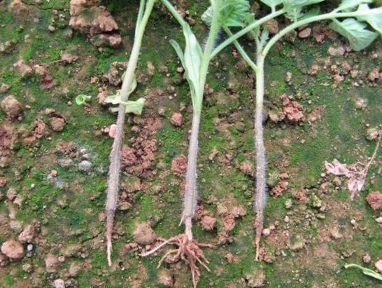 立枯病[立枯病又称"死苗",主要由立枯丝核菌(学名rhizoctonia solani