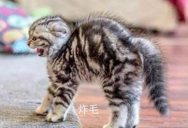 好多鸡皮疙瘩