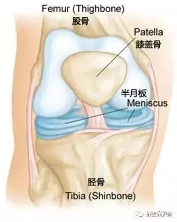 半月板是什么部位