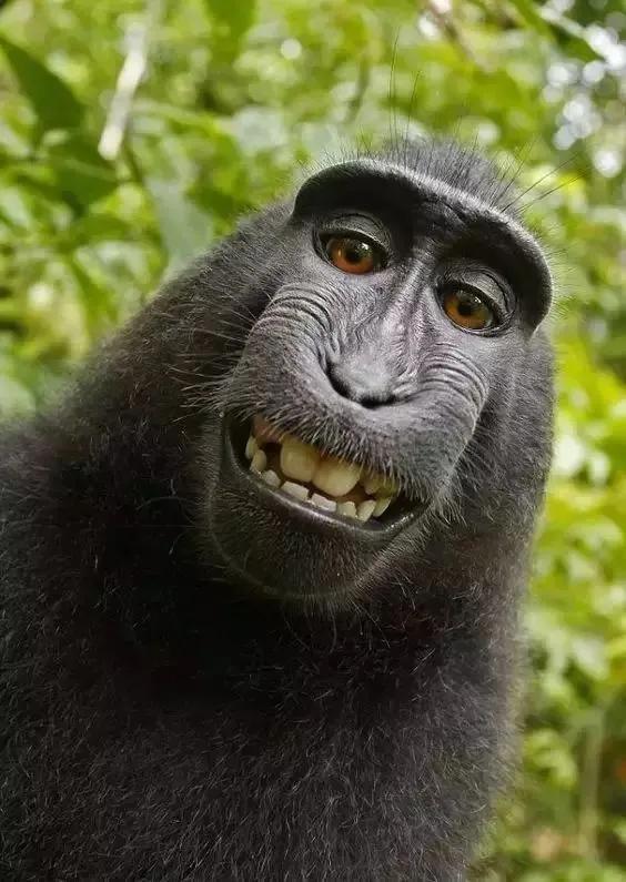 狒狒笑表情包图片