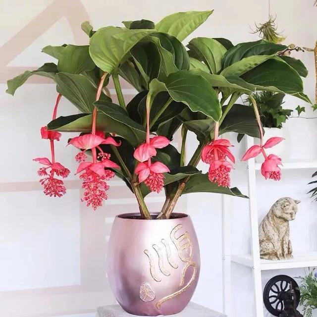 宝莲灯盆栽适合什么样的花盆(宝莲灯盆栽花的寓意是什么)