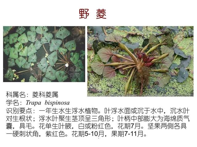 水生植物种类 水生植物种类（水生植物100种） 生活