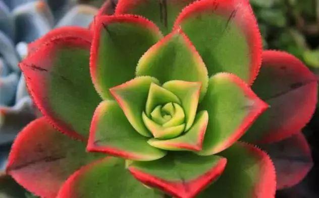 多肉植物图谱 多肉植物图谱