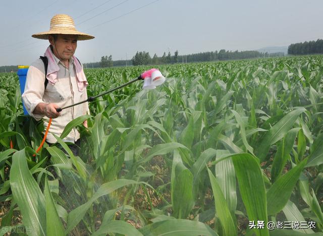 只要一把洗衣粉！小麦、大豆、番茄治病治虫真管用，南北方都适用3