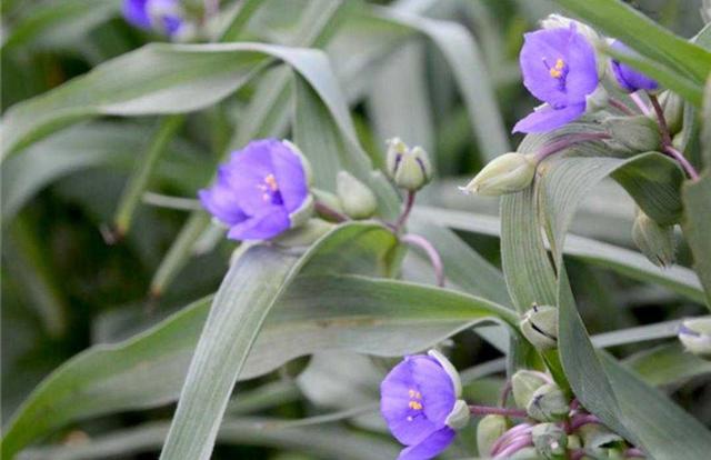 紫露草花色鲜艳,花期长,抗逆性强,而且繁殖系数高,又能露地越冬,因此