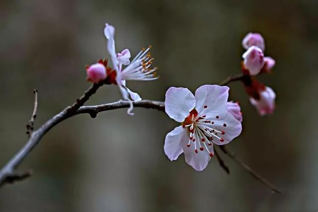 山桃 山桃（山桃核） 生活