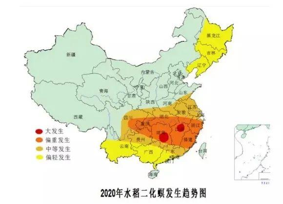 水稻钻心虫，抗性高、危害大，赶快收藏这份防治大全10