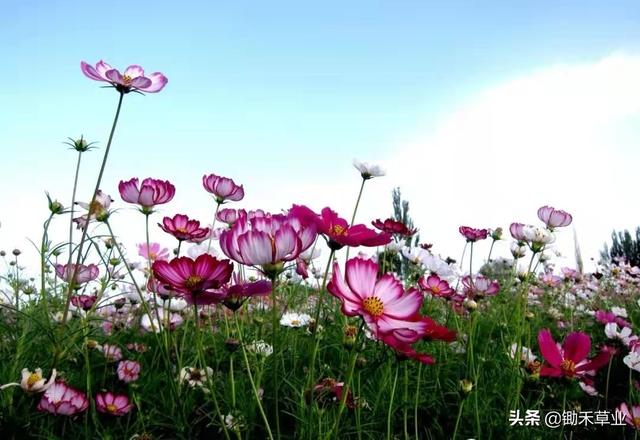 格桑花波斯菊