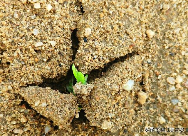 农村生活随记：用手推种花生机种花生，一亩地半个小时搞定4