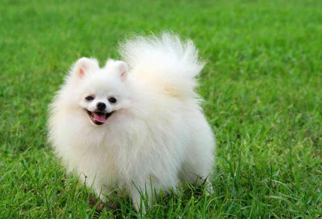 小型宠物犬品种大全(最流行的几种小型犬品种大全)-第7张图片