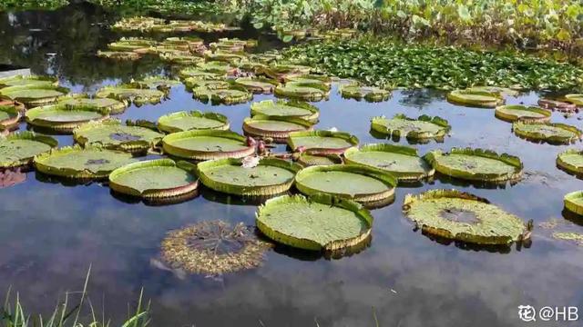 水植物